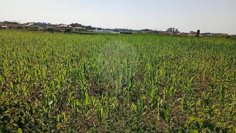Terreno para Venda em Valega Foto 2