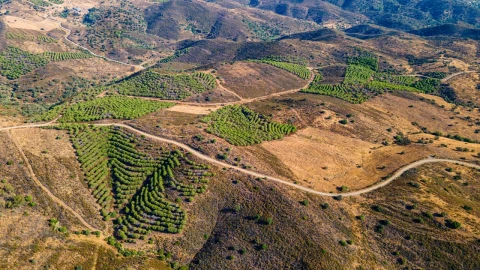 Terreno Misto para Venda em Alcoutim e Pereiro