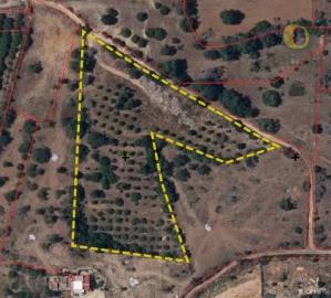 Terreno Agricola ou Rústico para Venda em Pechão