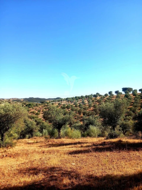 Terreno para Venda em Capelins (Santo Antonio)