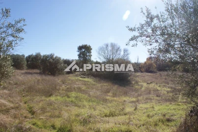 Terreno para Venda em Castelo Branco