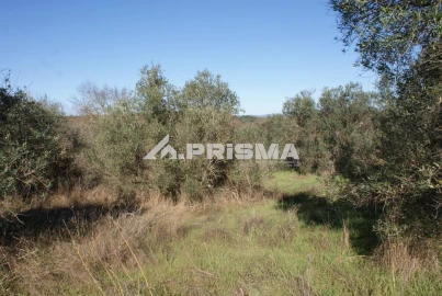 Terreno para Venda em Castelo Branco