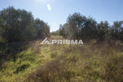 Terreno para Venda em Castelo Branco