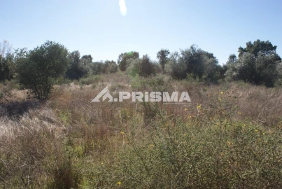 Terreno para Venda em Castelo Branco