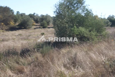 Terreno para Venda em Castelo Branco
