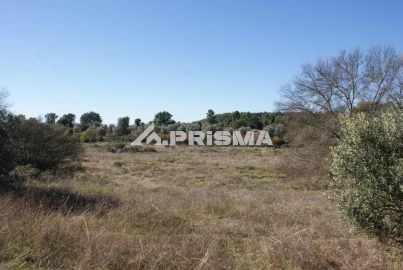 Terreno para Venda em Castelo Branco