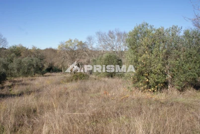 Terreno para Venda em Castelo Branco