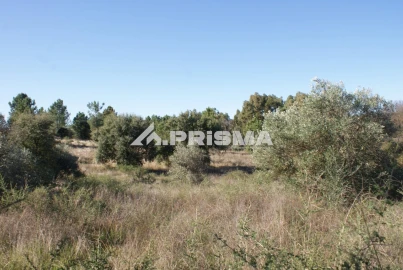 Terreno para Venda em Castelo Branco