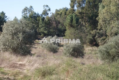 Terreno para Venda em Castelo Branco