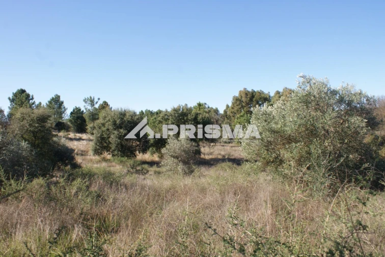 Terreno para Venda em Castelo Branco Foto 28