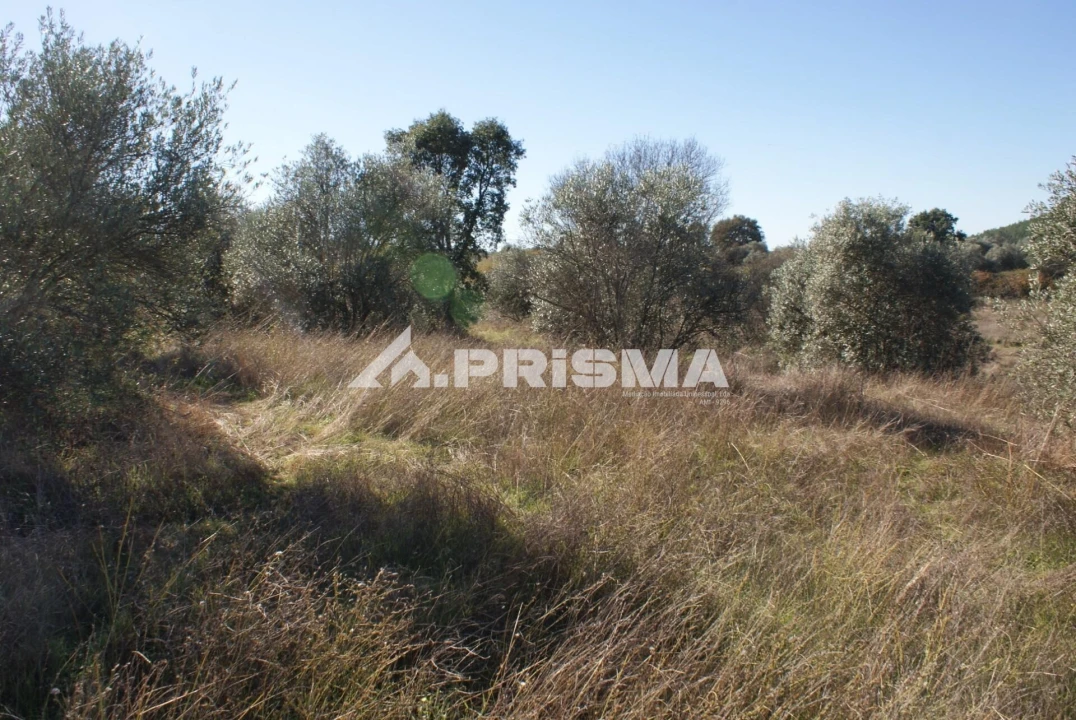 Terreno para Venda em Castelo Branco Foto 5
