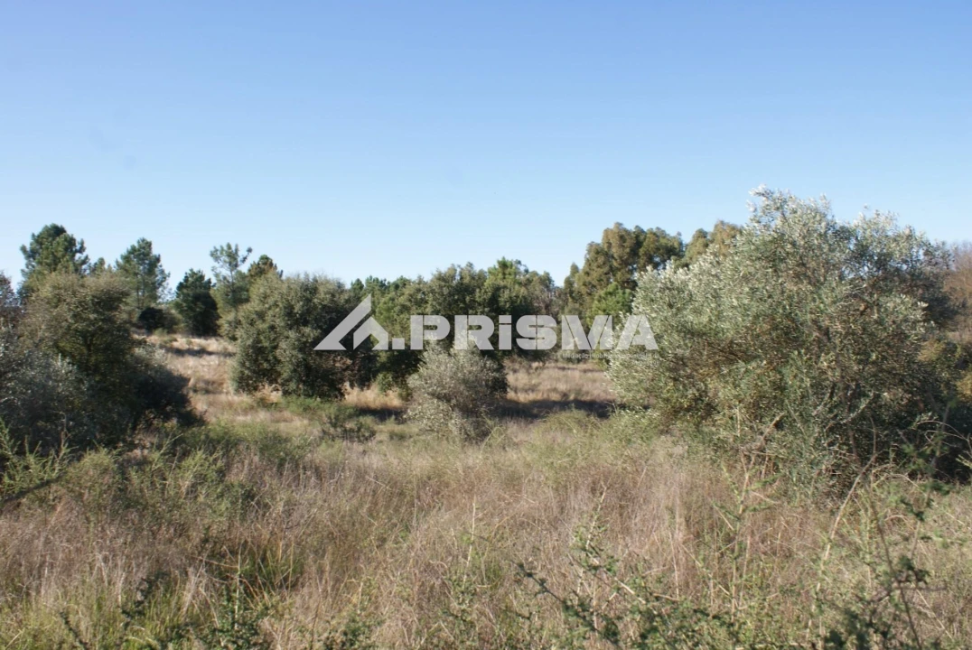 Terreno para Venda em Castelo Branco Foto 28
