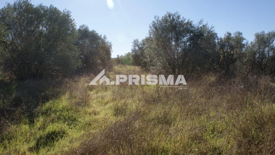 Terreno para Venda em Castelo Branco