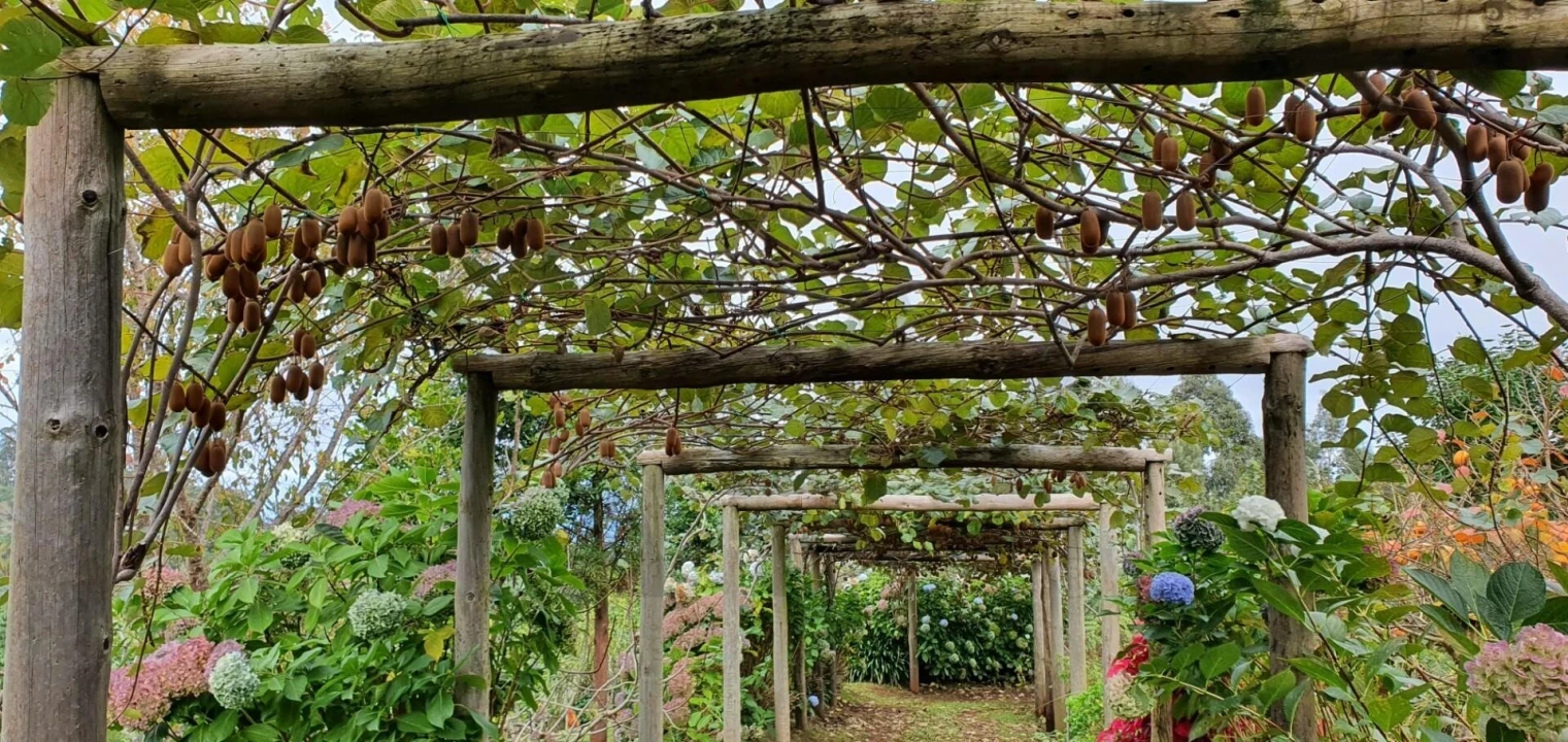 Terreno para Venda em Arco de São Jorge Foto 16