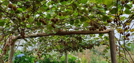 Terreno para Venda em Arco de São Jorge