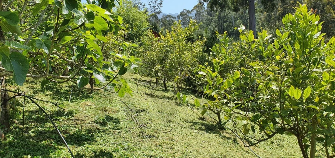 Terreno para Venda em Arco de São Jorge Foto 7