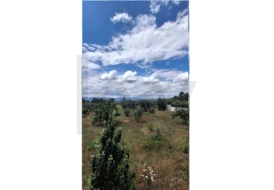 Terreno para Venda em Lajeosa do Dão