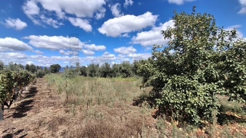 Terreno para Venda em Lajeosa do Dão