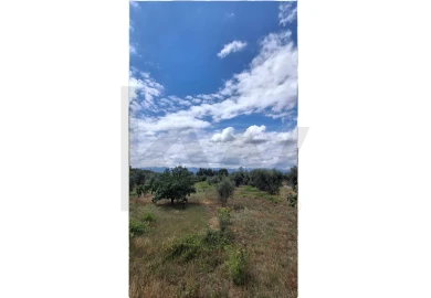 Terreno para Venda em Lajeosa do Dão