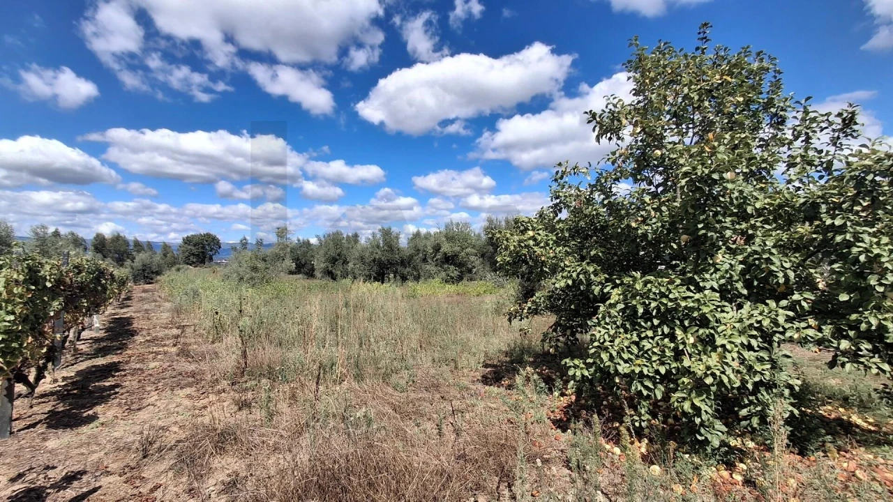 Terreno para Venda em Lajeosa do Dão Foto 4
