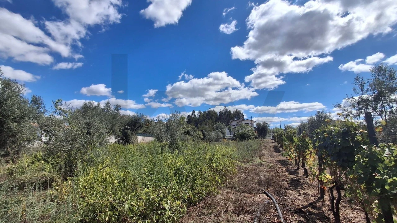 Terreno para Venda em Lajeosa do Dão Foto 5