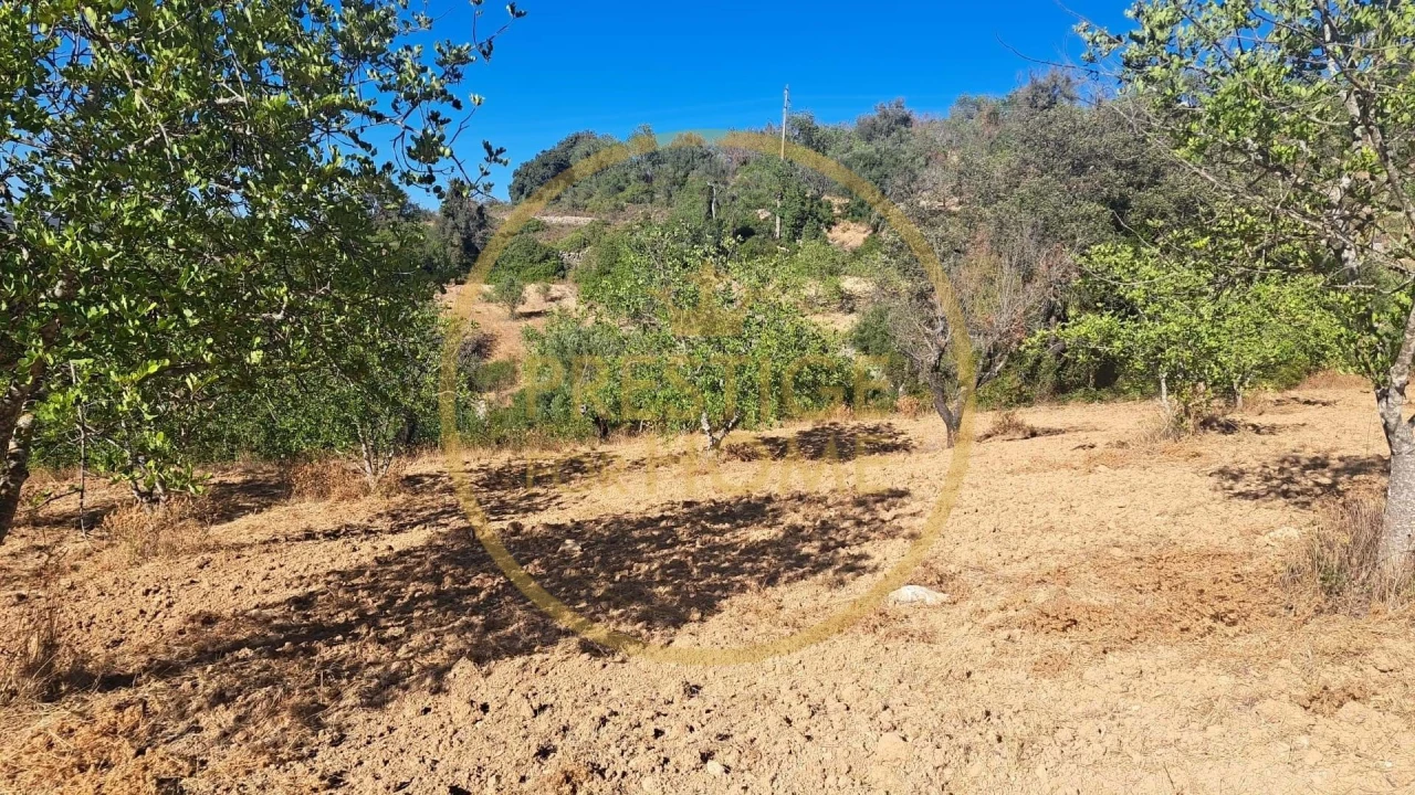 Terreno para Venda em Loule (São Sebastião) Foto 3