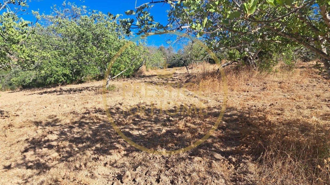 Terreno para Venda em Loule (São Sebastião) Foto 2