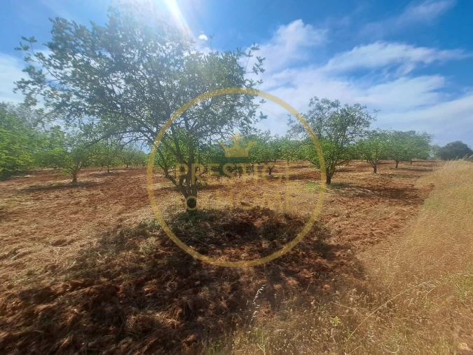 Terreno para Venda em Paderne Foto 5