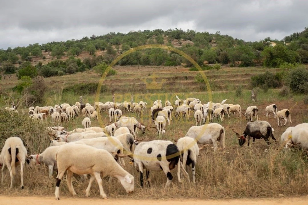 Terreno para Venda em Paderne Foto 15