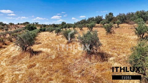 Terreno Agricola ou Rústico para Venda em Portel