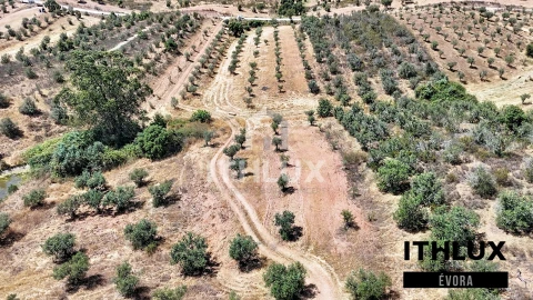 Terreno Agricola ou Rústico para Venda em Portel