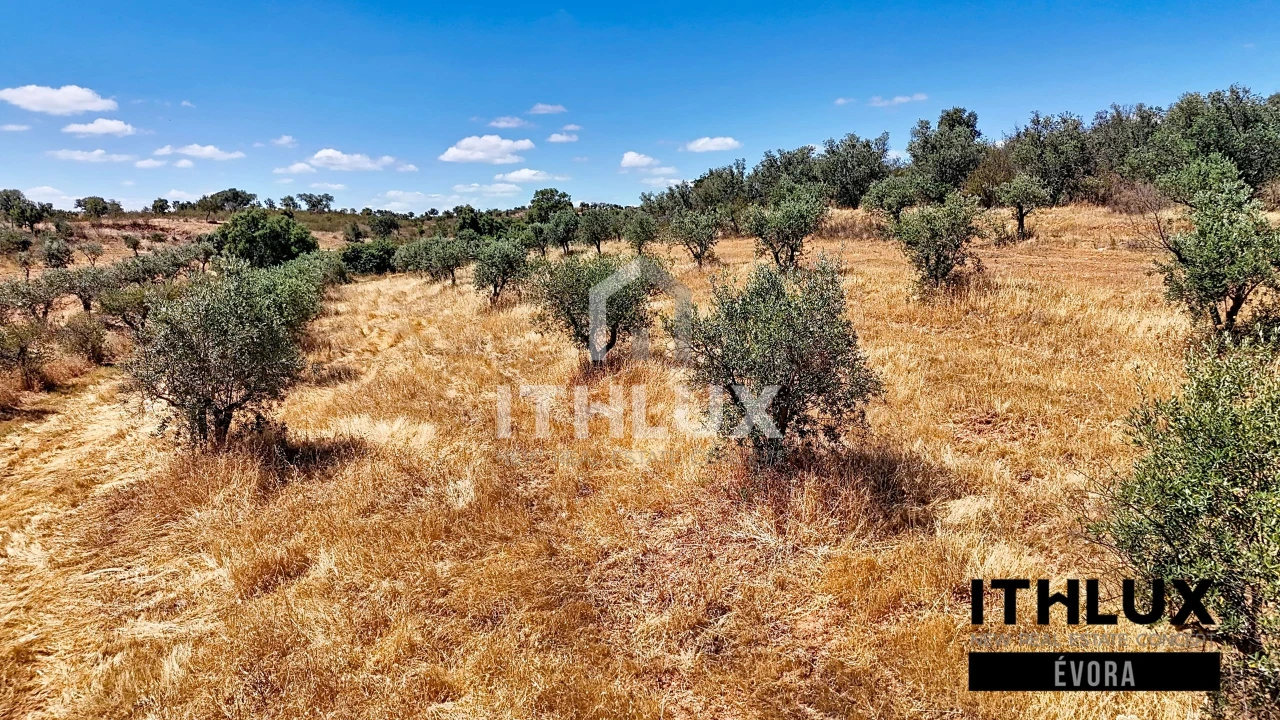 Terreno Agricola ou Rústico para Venda em Portel Foto 8