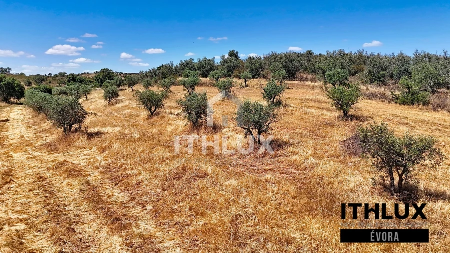 Terreno Agricola ou Rústico para Venda em Portel Foto 6