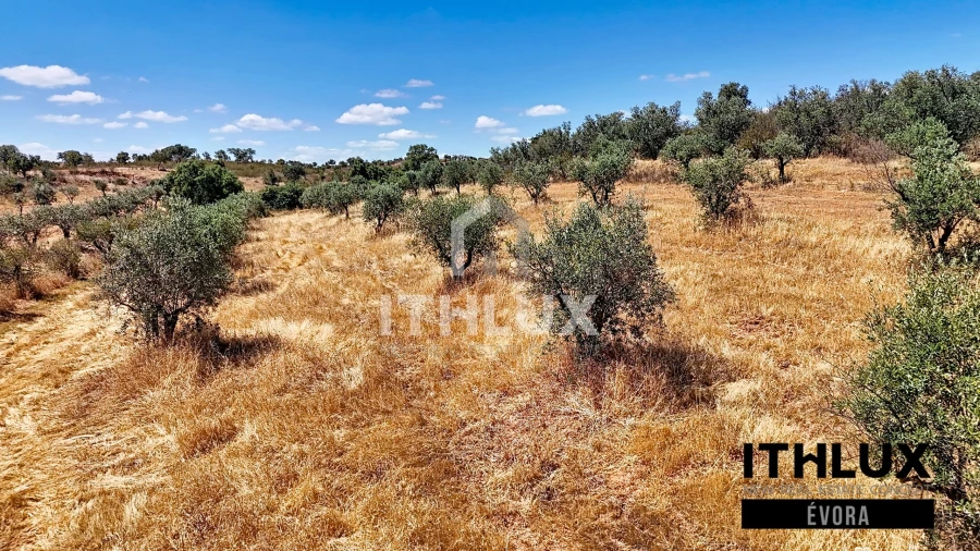 Terreno Agricola ou Rústico para Venda em Portel Foto 8