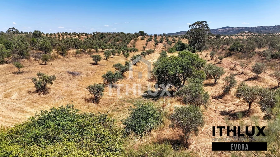 Terreno Agricola ou Rústico para Venda em Portel Foto 4