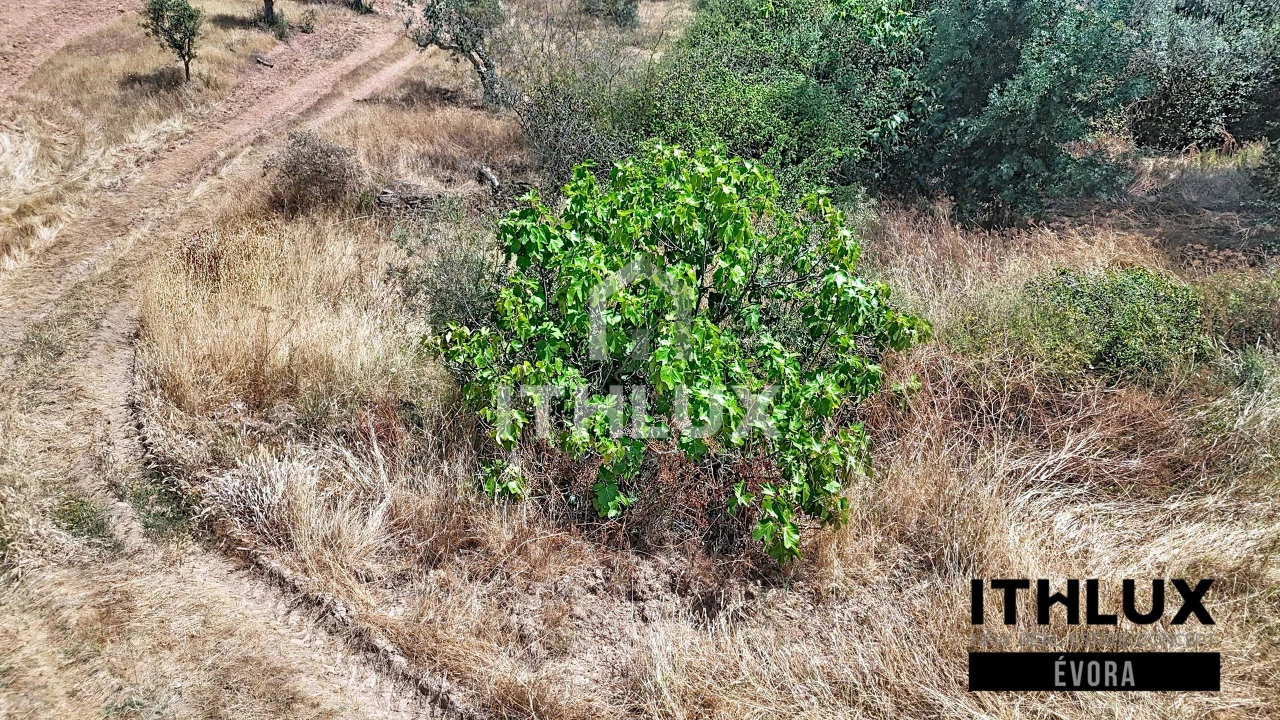 Terreno Agricola ou Rústico para Venda em Portel Foto 1