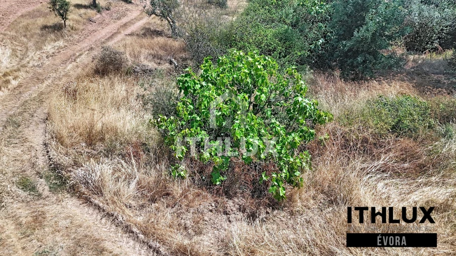 Terreno Agricola ou Rústico para Venda em Portel