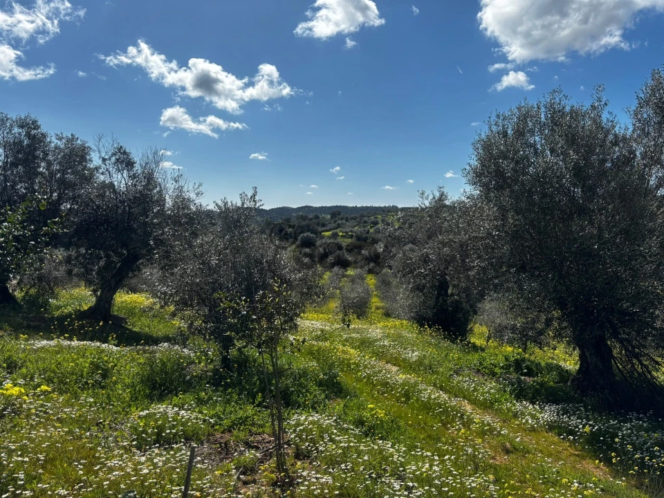 Terreno Agricola ou Rústico para Venda em Vera Cruz Foto 4