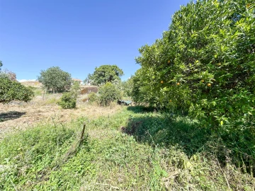 Quinta T3 para Venda em Castelo Branco