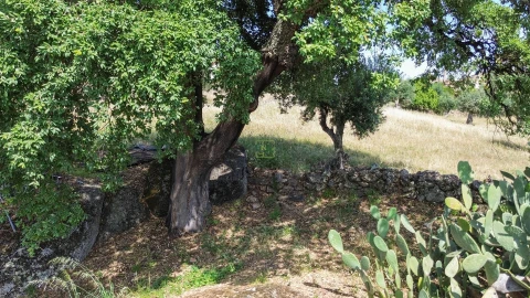 Quinta T3 para Venda em Castelo Branco