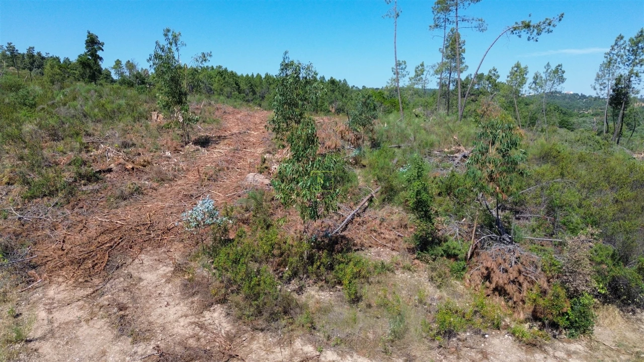 Terreno para Venda em Sarzedas Foto 36