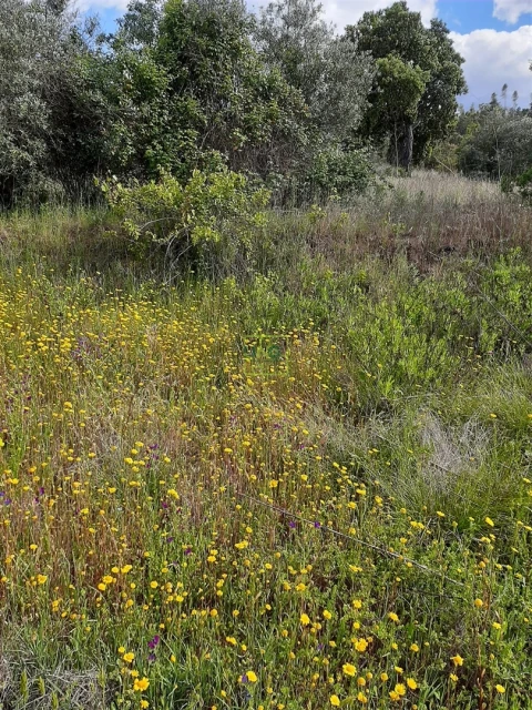 Terreno para Venda em Sarzedas