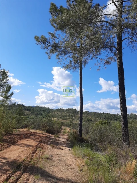 Terreno para Venda em Sarzedas