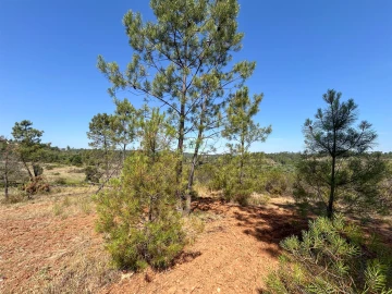 Terreno para Venda em Sarzedas