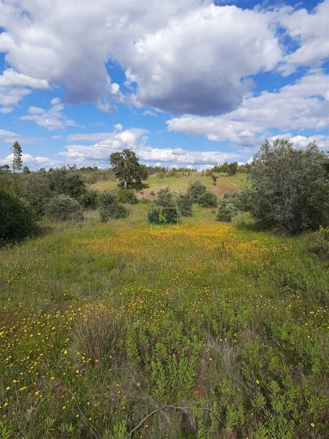 Terreno para Venda em Sarzedas