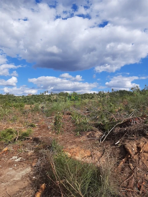 Terreno para Venda em Sarzedas