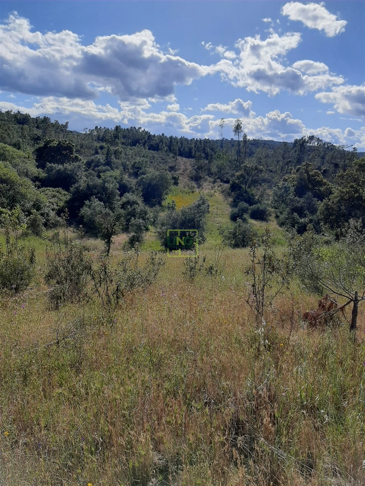 Terreno para Venda em Sarzedas Foto 9