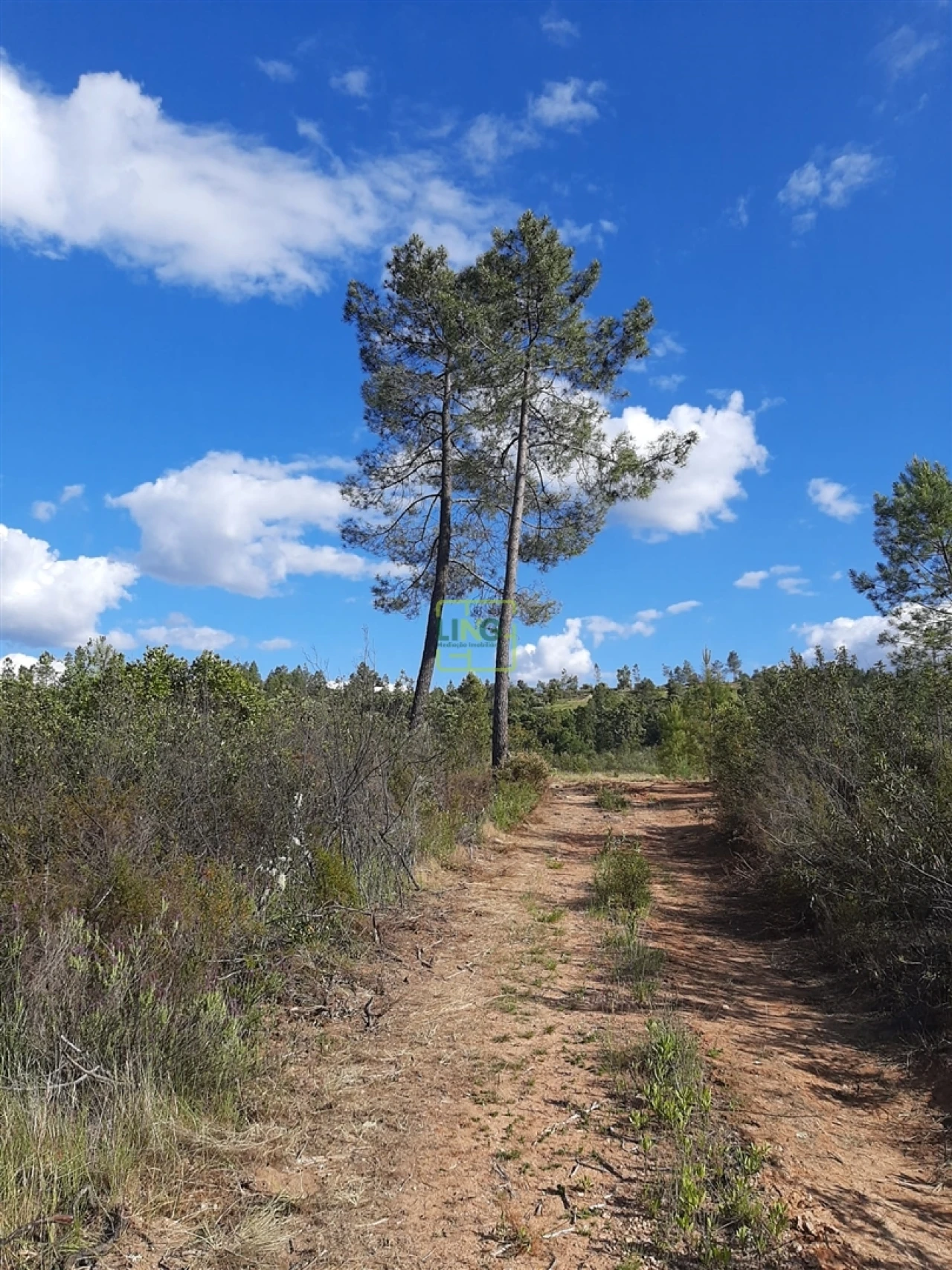Terreno para Venda em Sarzedas Foto 3