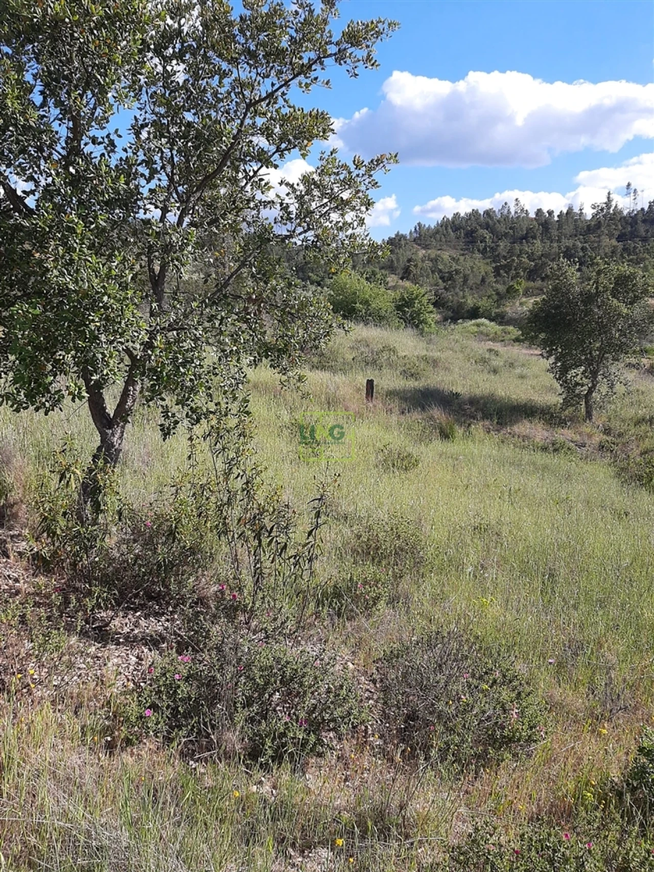 Terreno para Venda em Sarzedas Foto 8