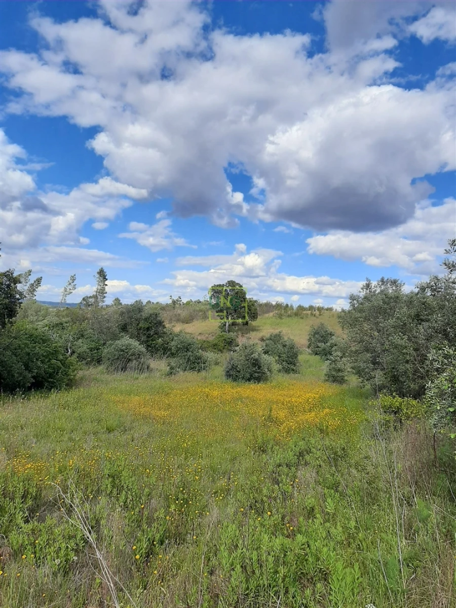 Terreno para Venda em Sarzedas Foto 17